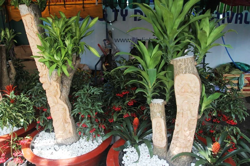 Độc đáo cây phát tài khắc hình Phật tại chợ hoa Sài Gòn ảnh 3